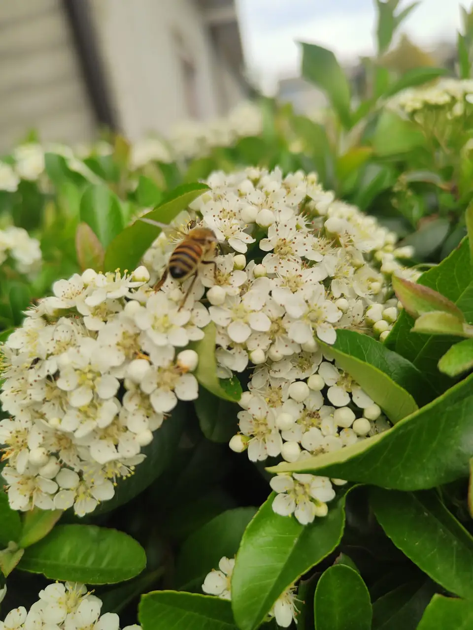 Un'ape su un cespuglio di fiori bianchi