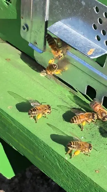 Api con il polline sulle zampe all'ingresso di un'arnia verde