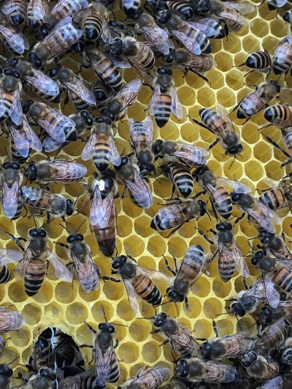 La regina, segnata con un punto bianco, tra le api operaie