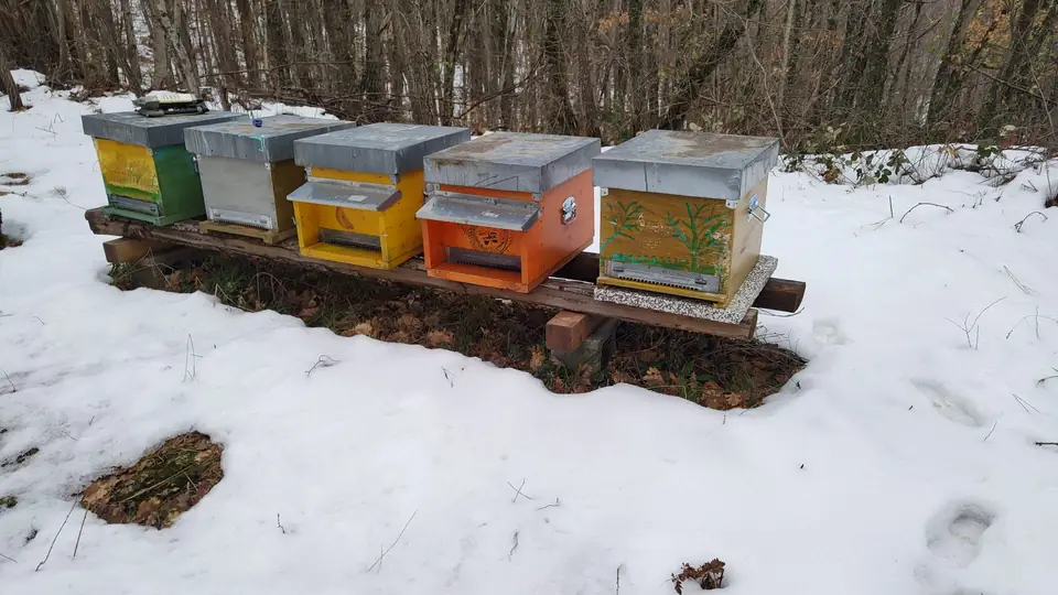 Arnie colorate nel bosco coperto di neve