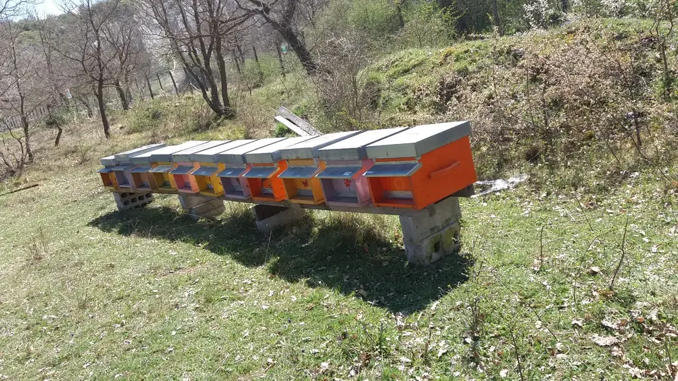 Fila di arnie arancioni e lilla su un bancale, in primavera