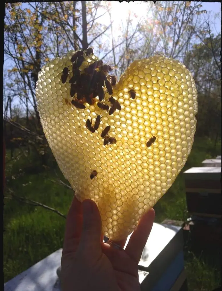 Pezzo di favo a forma di cuore