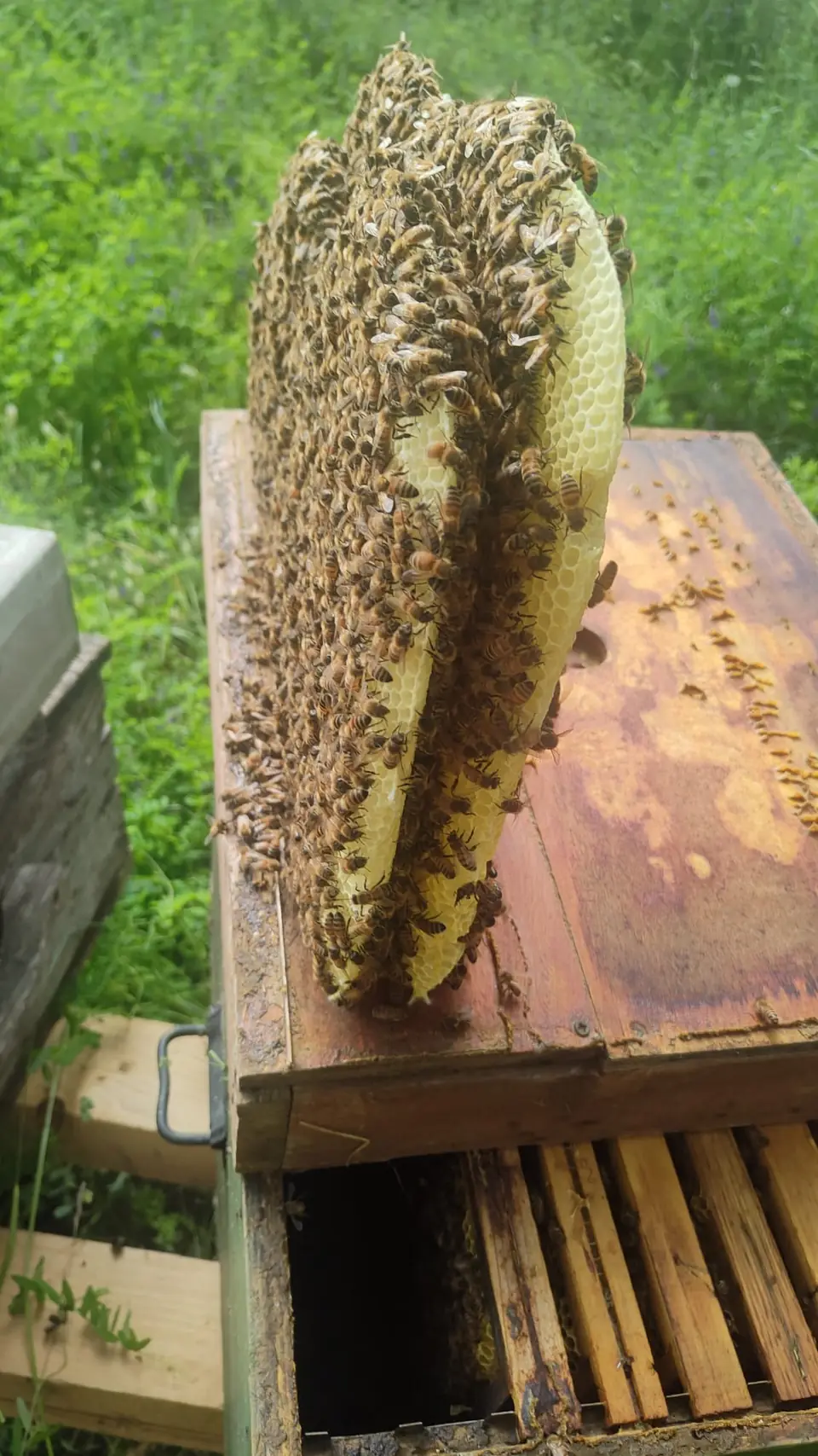 Favo naturale pieno di api