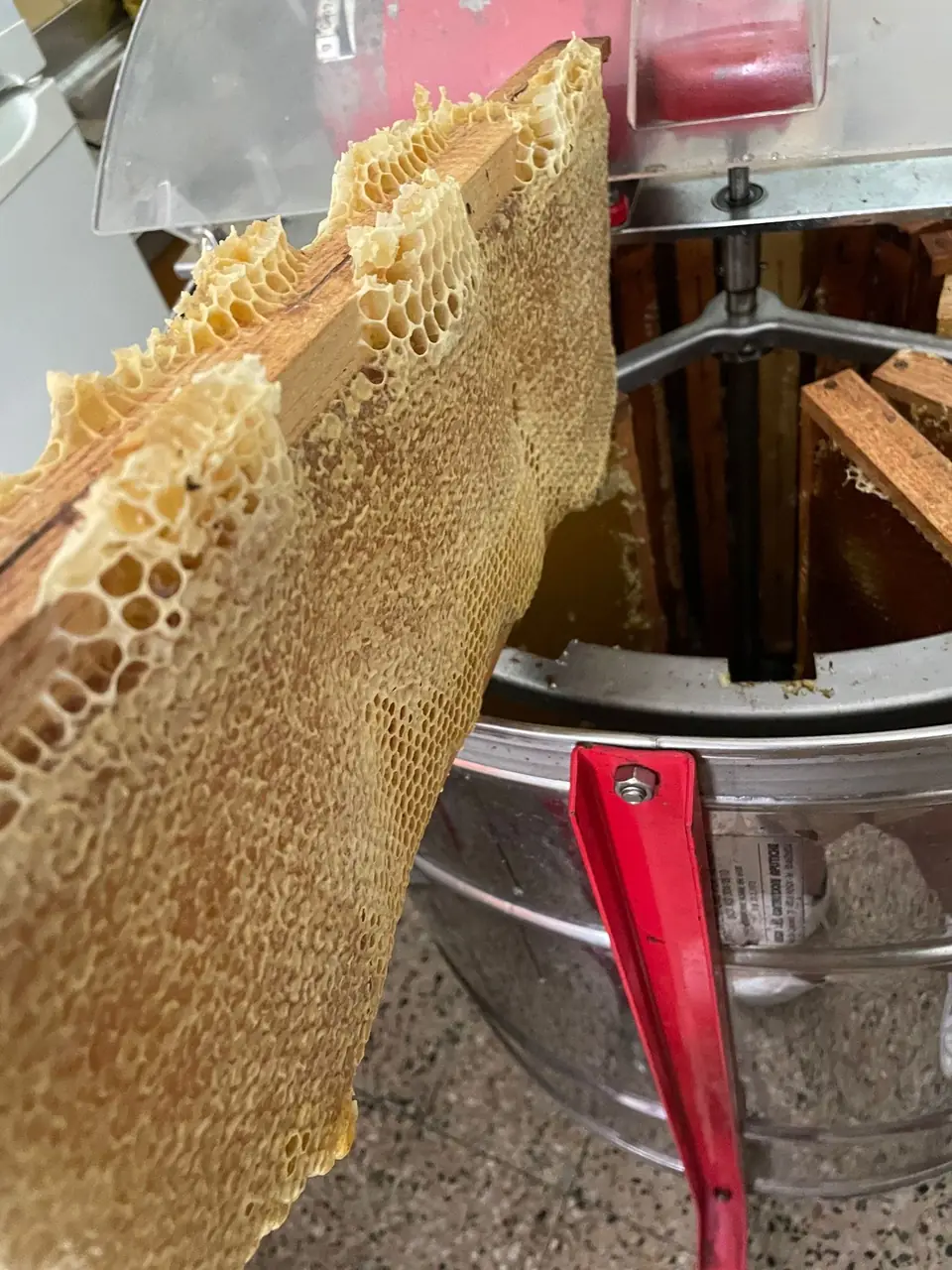 Telaino di miele dentro lo smielatore