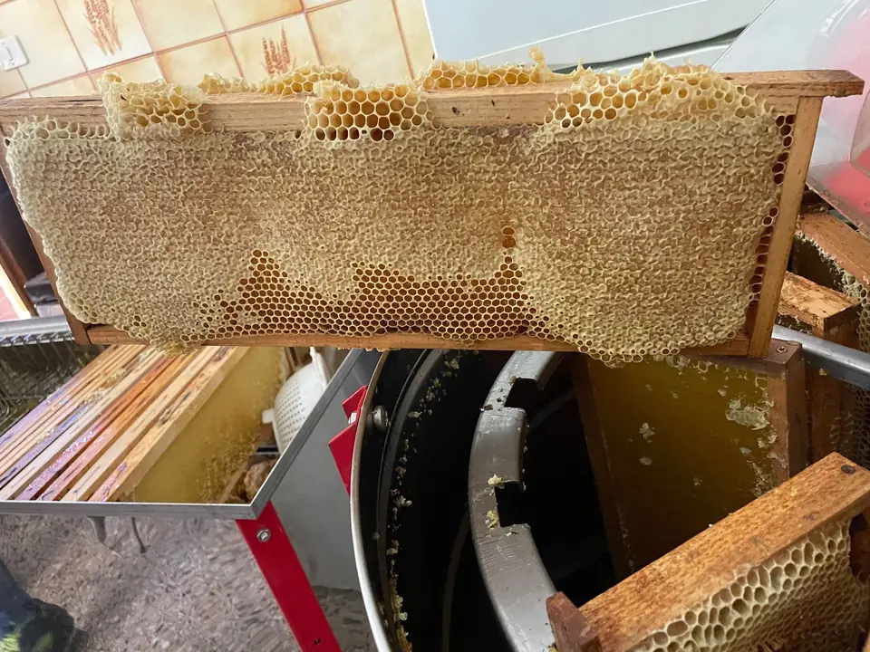 Telaino di miele sopra lo smielatore