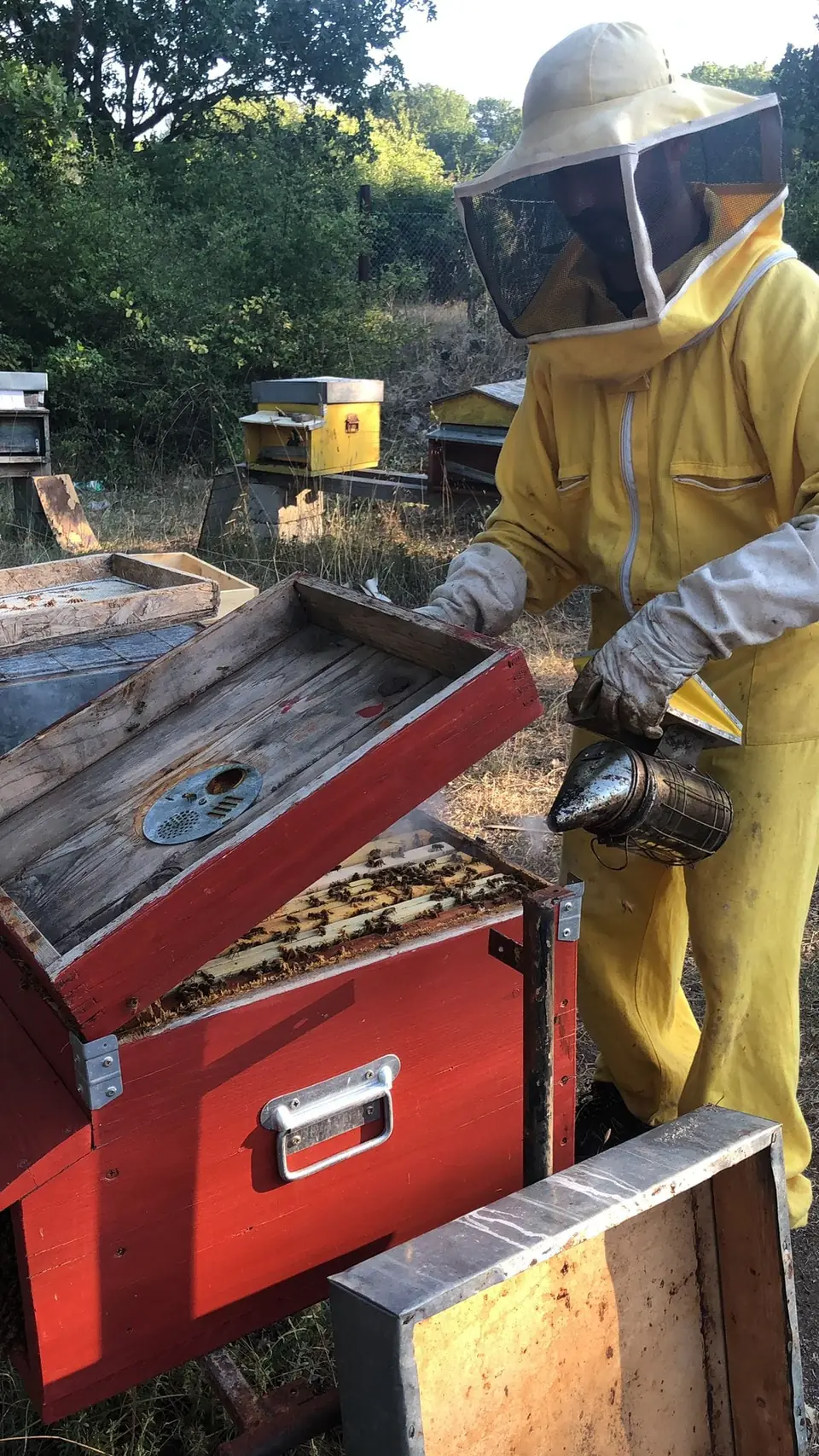 Apicoltore in tuta gialla usa l'affumicatore su un'arnia rossa
