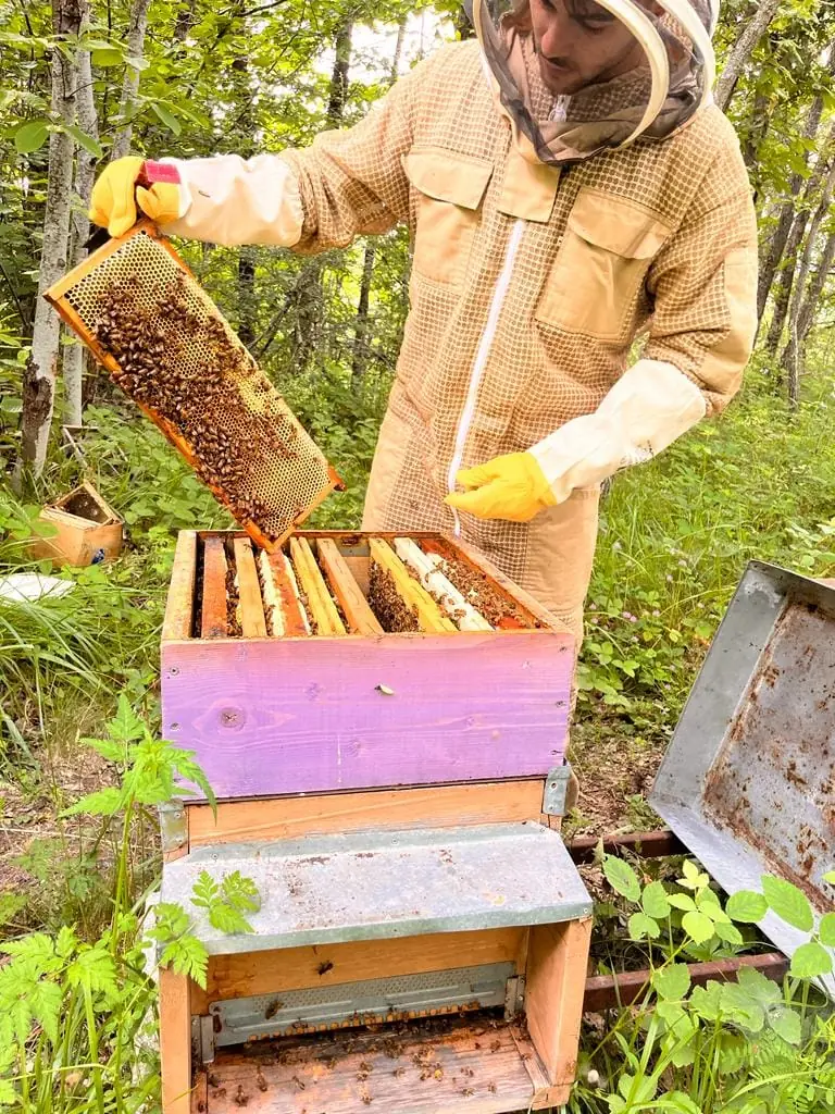 Apicoltore estrae un telaino di covata da un'arnia viola